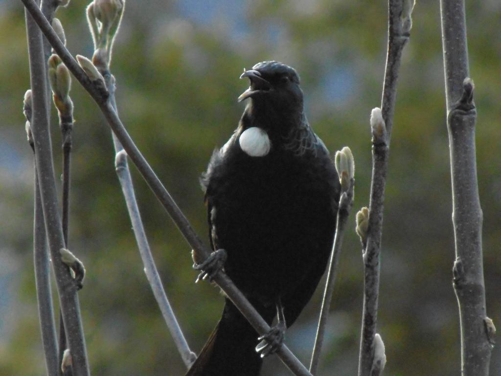 Kea Cottage Te Anau Bagian luar foto